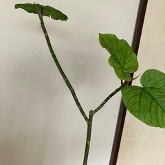 観葉植物　ウンベラータの画像