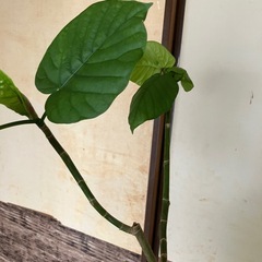 観葉植物　ウンベラータの画像