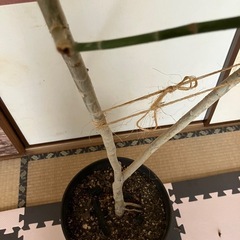 観葉植物　ウンベラータの画像