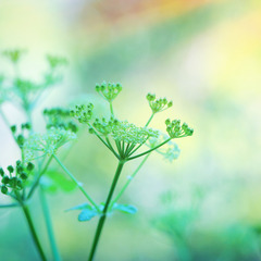 🌿「感じやすさ」や「直感力」を、仕事にしたいと思ったことはありませんか？ - 千葉市