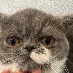 エキゾチックショートヘア　ご家族大募集