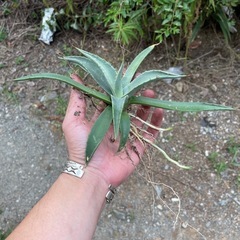 アガベAgave プロトアメリカーナ　抜き苗
