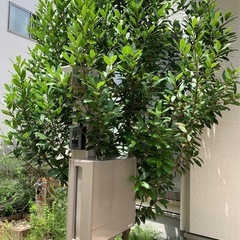 庭木の伐採、除草行います