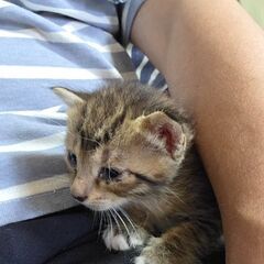 キジ柄の子猫です