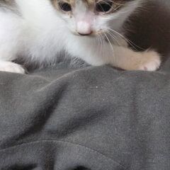 メスのキジの子猫です