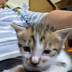 まだよちよちの生後1ヶ月のキジの子猫