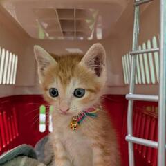 保護子猫1ヶ月の男の子