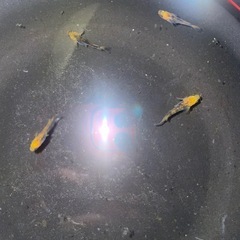 五式メダカ　1ペア含む産卵開始良個体5匹