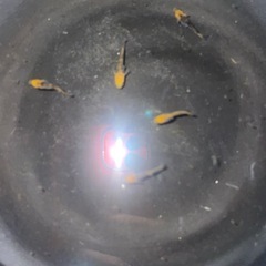 五式メダカ　1ペア含む産卵開始良個体5匹の画像