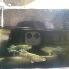 エメキン　有精卵　50個　② 売約済みの画像