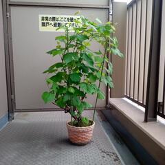 梅の木・ブドウの木・観葉植物・合わせて４鉢の画像