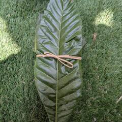 琵琶の葉(健康飲茶用)