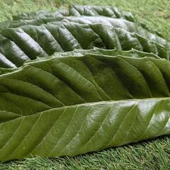 琵琶の葉(健康飲茶用)の画像