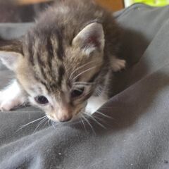 多分メスの子猫