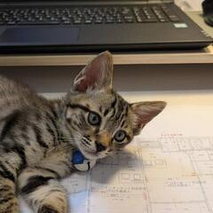 保護子猫2ヶ月の男の子 - 猫