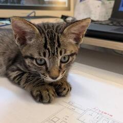 保護子猫2ヶ月の男の子 - 南福島