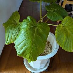 観葉植物　ウンベラータの画像
