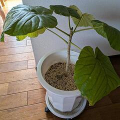 観葉植物　ウンベラータの画像