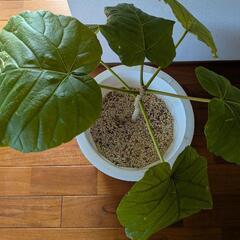 観葉植物　ウンベラータの画像
