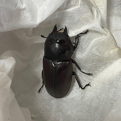 フルストルファーオウゴンオニクワガタ1ペアの画像