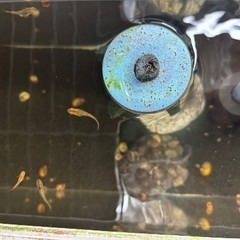 ミックス扱いのメダカの画像