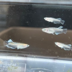 メダカ　イエローマリアージュ　若魚1ペアの画像