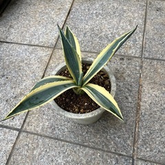 アガベ　アメリカーナの画像