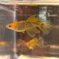 メダカ　竜章鳳姿　稚魚10匹の画像