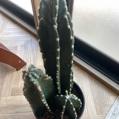 柱サボテン　トゲなしの画像