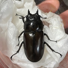 モーレンカンプオウゴンオニクワガタ1ペアの画像