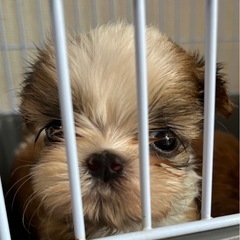 ♡シーズー子犬♡