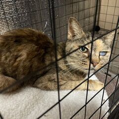 山武市 迷子猫 飼い主さん探してます（サビ猫）