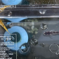 メダカ　和墨　稚魚10匹の画像