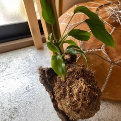 姫モンステラ 苔玉 壁掛けタイプ インテリアグリーンの画像