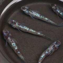 白斑ラメサファイア メダカ 1匹 稚魚 サファイア めだか 白ぶちの画像