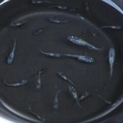 白斑ラメサファイア メダカ 1匹 稚魚 サファイア めだか 白ぶちの画像