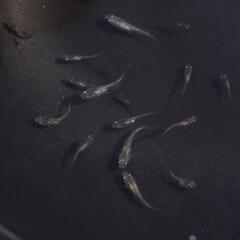 白斑ラメサファイア メダカ 1匹 稚魚 サファイア めだか 白ぶちの画像