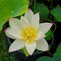 残２鉢　花はす　花蓮　蓮根　ビオトープ　メダカの画像