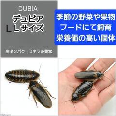 活デュビア まとめ売り 高たんぱく死着保証あり の画像