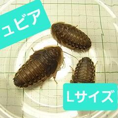 活デュビア まとめ売り 高たんぱく死着保証あり の画像