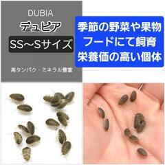 活デュビア まとめ売り 高たんぱく死着保証あり の画像