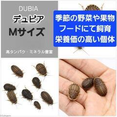 活デュビア まとめ売り 高たんぱく死着保証あり の画像
