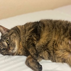 しおちゃん　トラ猫　女３才