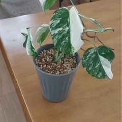 ホワイトモンステラ斑入りの画像