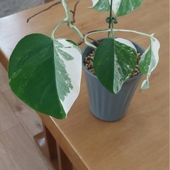 ホワイトモンステラ斑入りの画像