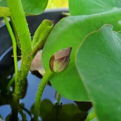 残２鉢　花はす　花蓮　蓮根　ビオトープ　メダカの画像