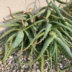 アロエベラの画像