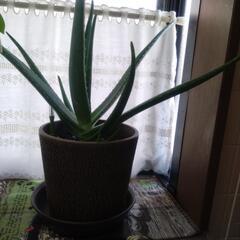 キダチアロエの画像