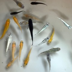 ①🌟1匹10円🌟ミックスめだか🌈稚魚〜幼魚メダカの画像