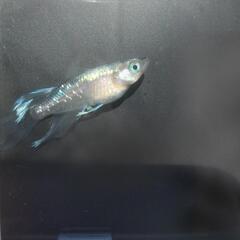 めだか、金魚のお悩み相談室